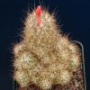 Escobaria_zilziana